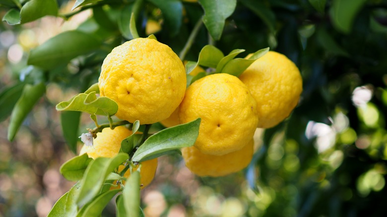 Yuzu fruit hanging from tree branches