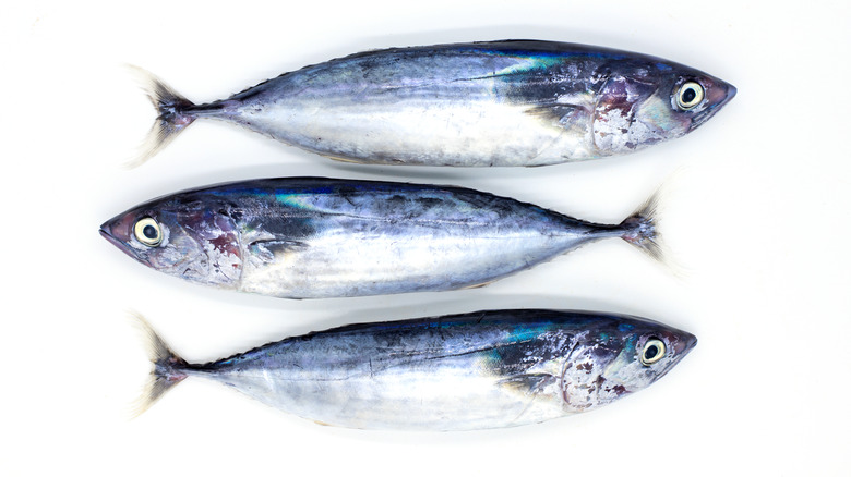 three fresh sardines