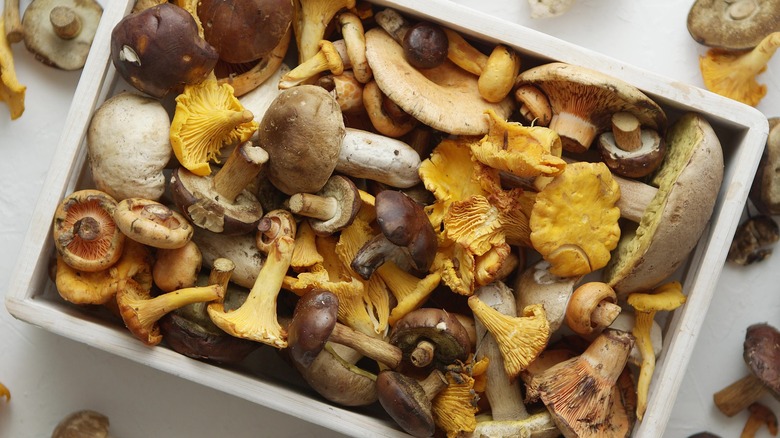 selection of mushrooms