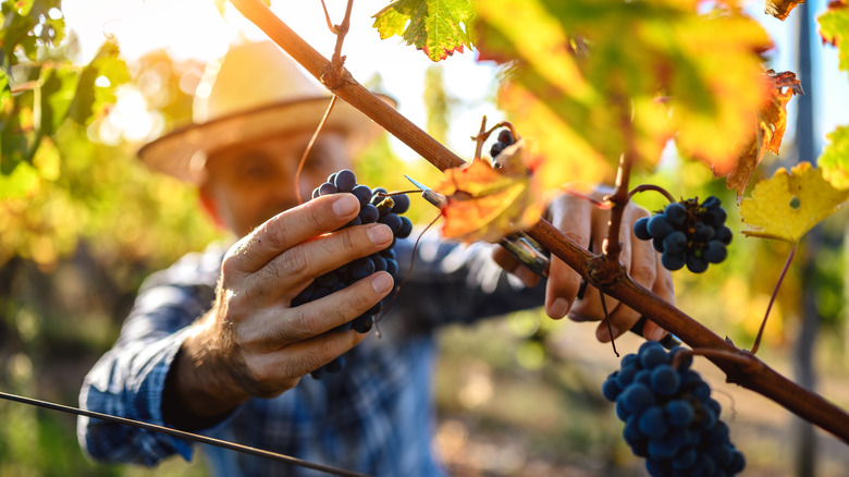 a farmer cutting grapes from the vine