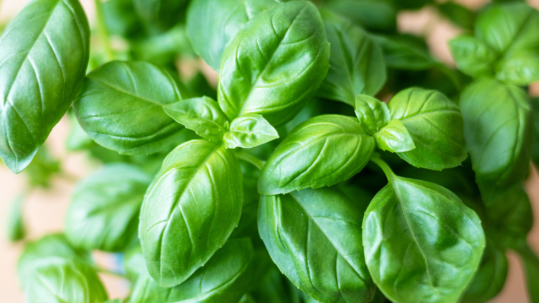 closeup of basil plant leaves