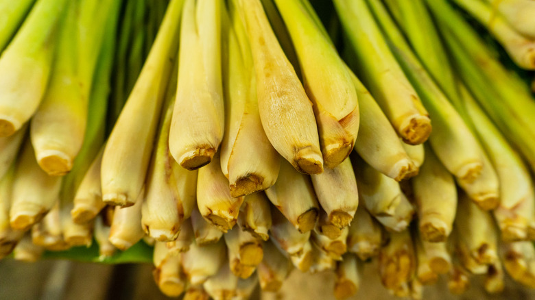 closeup of lemongrass stalks