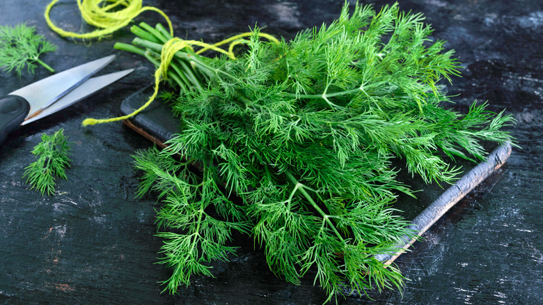 bunch of fresh dill weed