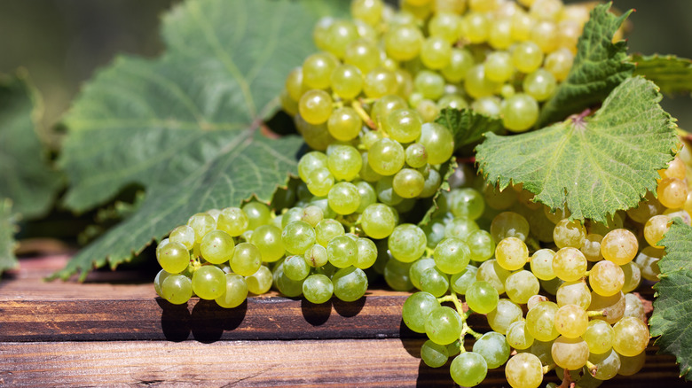 Himrod grape vine on boards