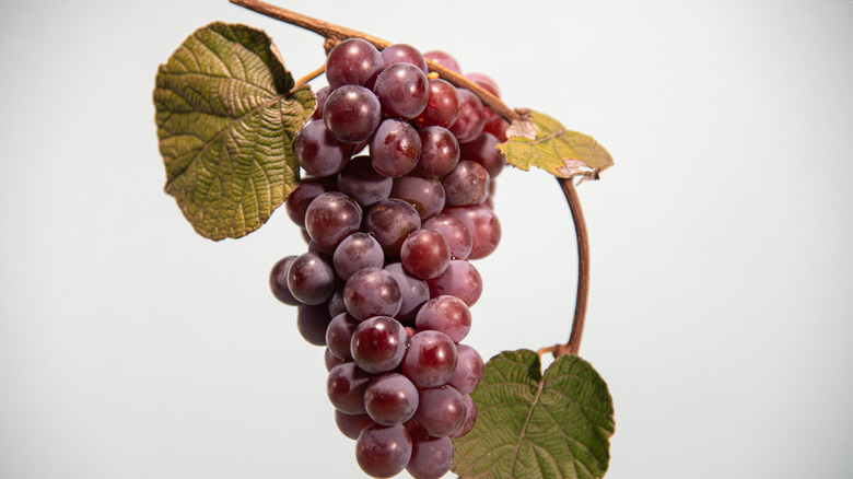 bunch of Niagara grapes