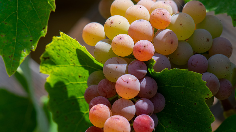 ripening Canadice grapes on vine