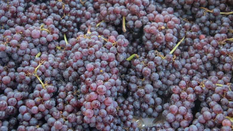 many champagne grapes