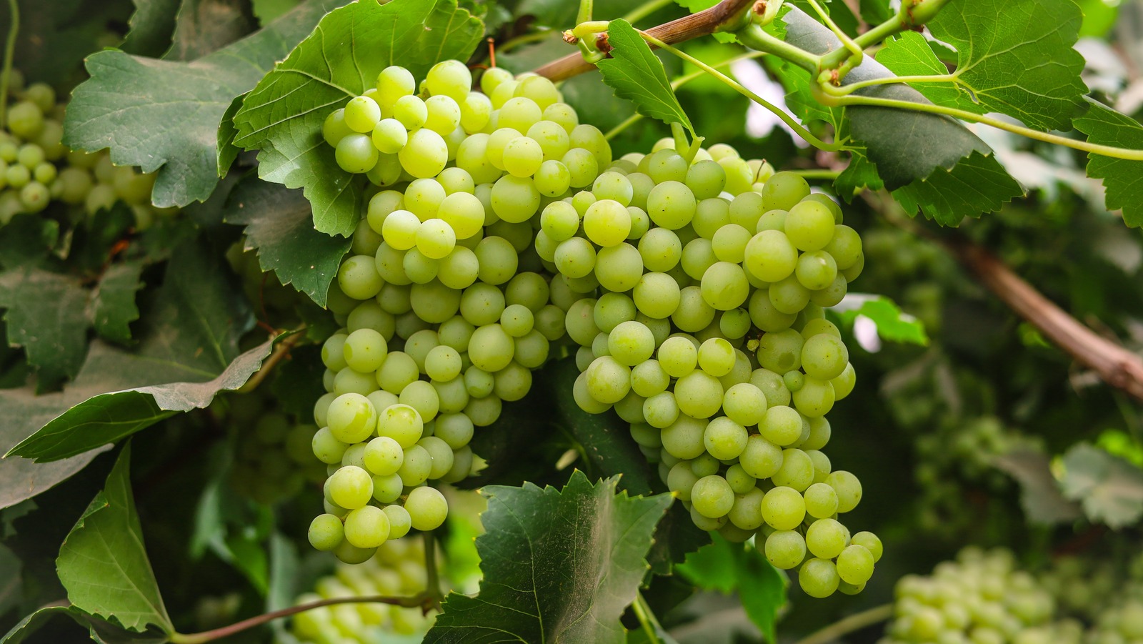 types of grapes