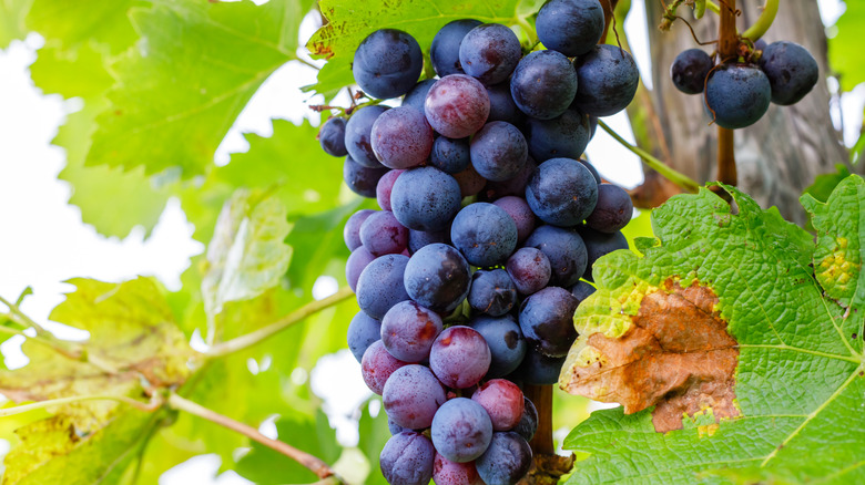 lemberger grapes on vine