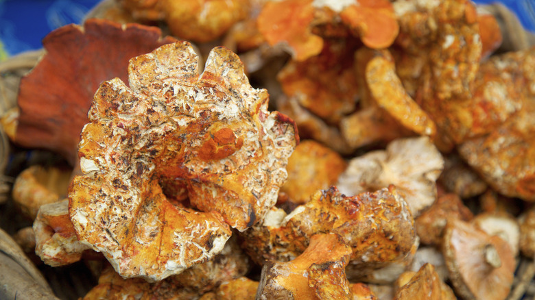 Close-up of lobster mushrooms 