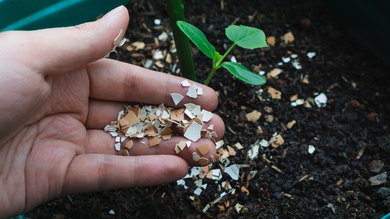 crushed eggshells added to plant soil