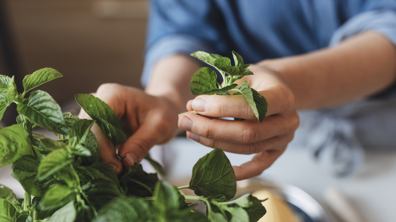 person picking fresh mint leaves