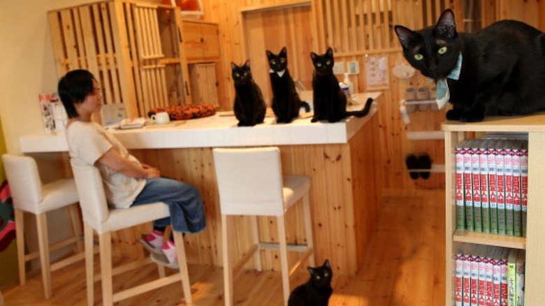 Black cats inside Japanese cafe