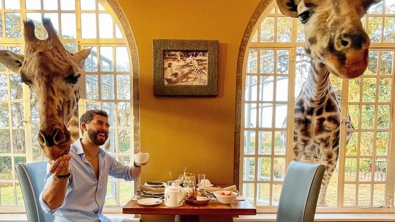 Man having tea with giraffes