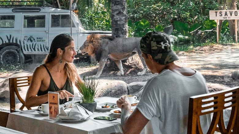 Couple dining near a lion 