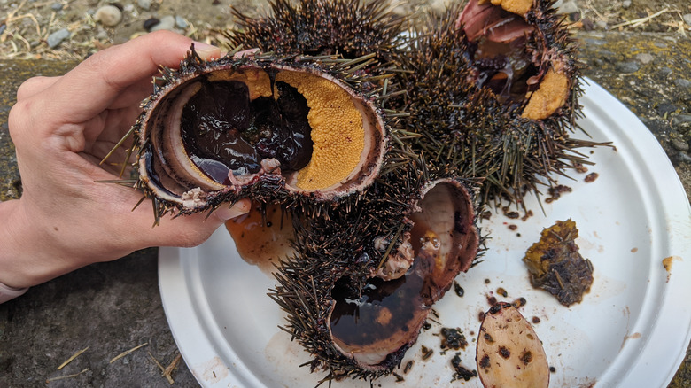 Plate of freshly caught Kina with hand holding one