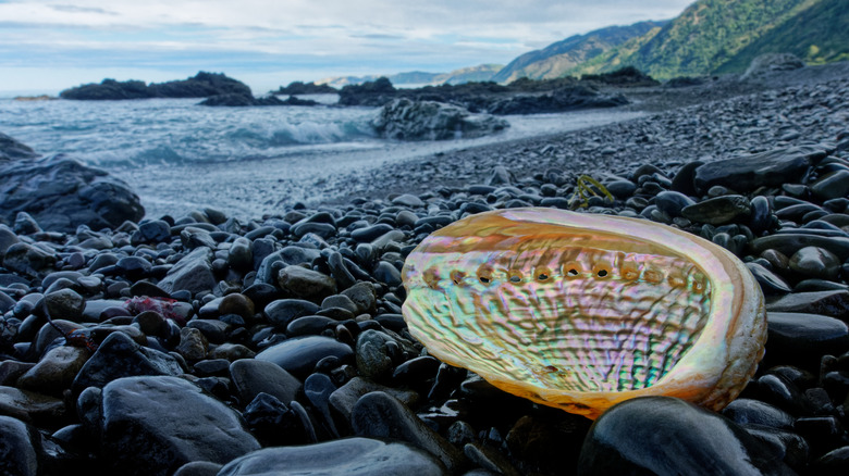 rainbow paua shell on rocky beach