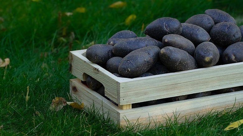All blue potatoes in crate