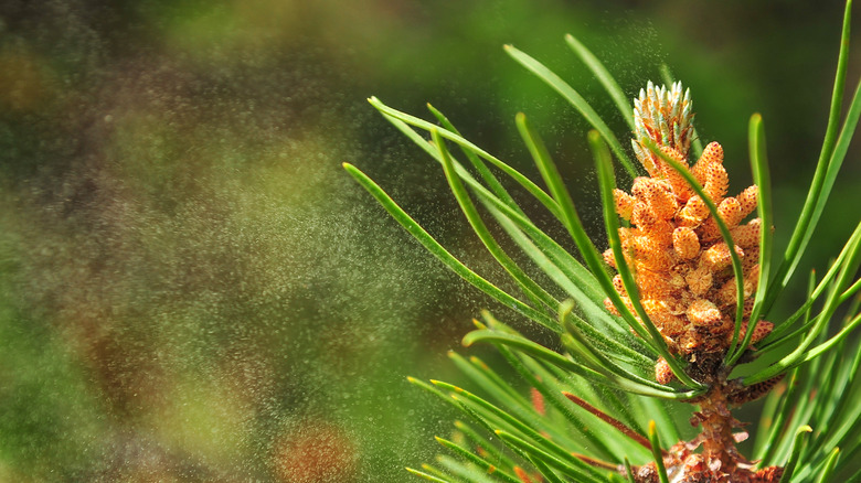 Pollen blowing off a pine tree