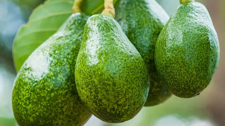 Fantastic avocados on the tree