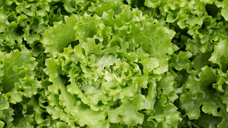 Batavia Lettuce