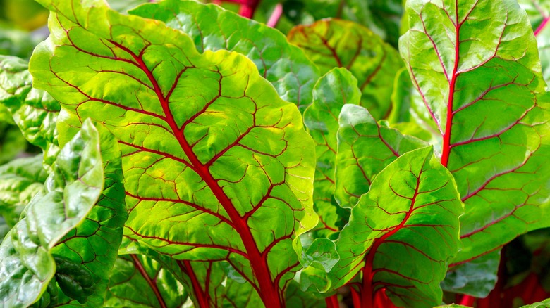 Cluster of beet greens growing