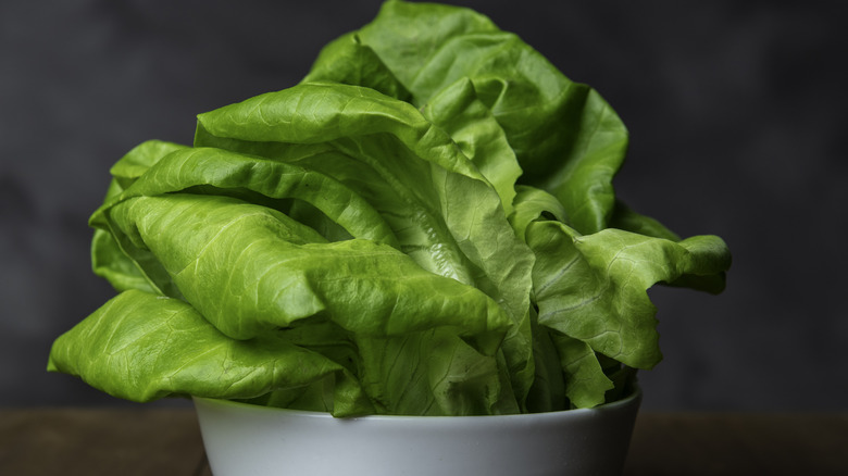 Butterhead lettuce