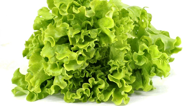 Green leaf lettuce