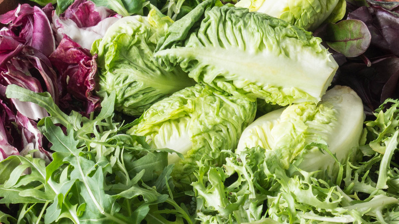 variety of fresh lettuce