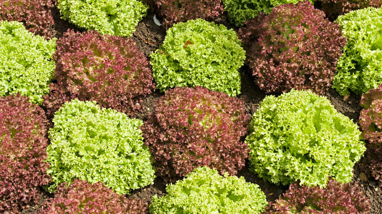 Lollo Rossa lettuce