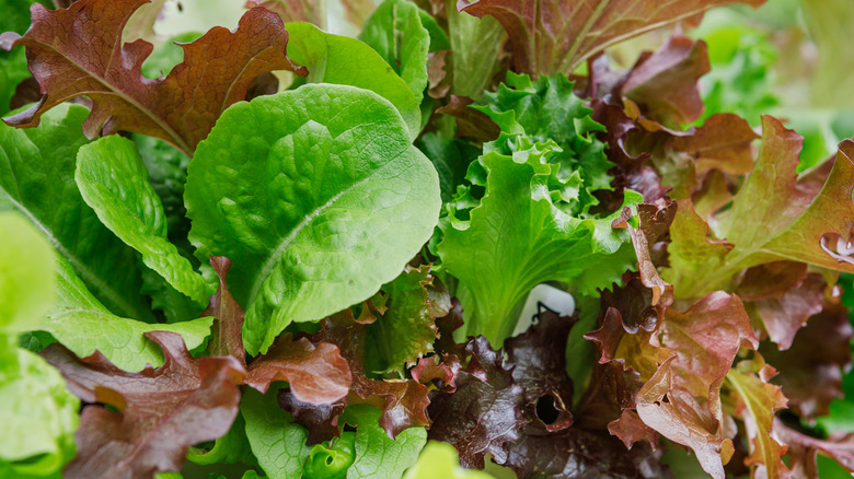 Mesclun lettuce