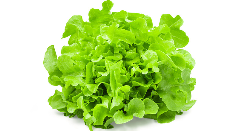 Oak leaf lettuce