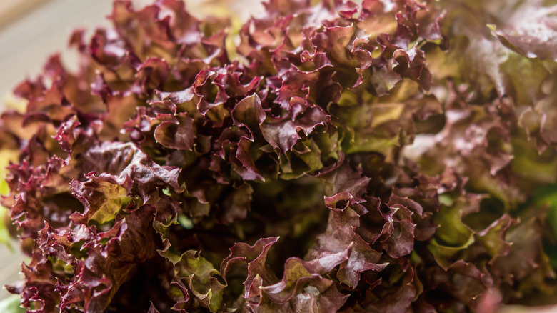 Red leaf lettuce