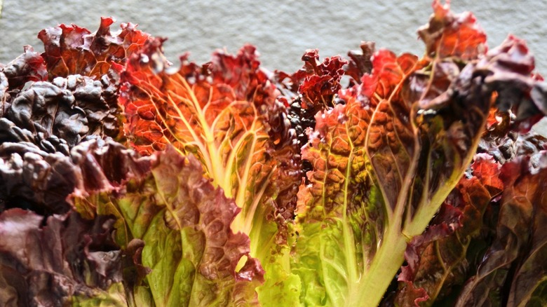 Red Sail Lettuce