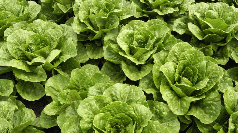 Romaine lettuce