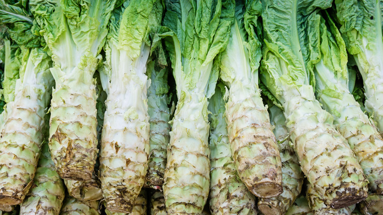 Rows of stem lettuce in a pile