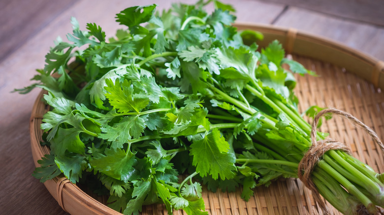 large bunch of cilantro in a basket