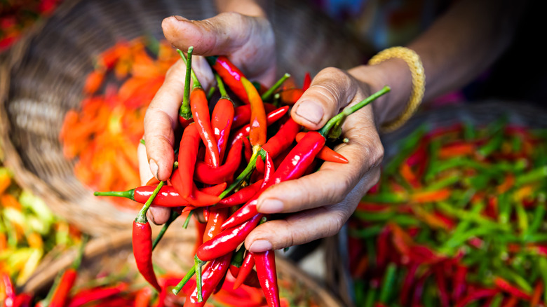 close up of hands holding red chilies