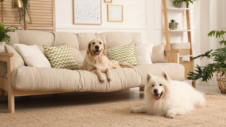 dogs resting in the living room