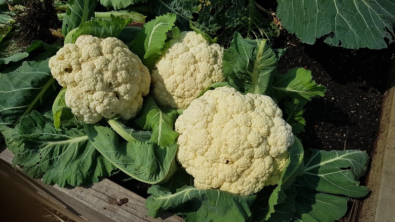 fresh cauliflower heads