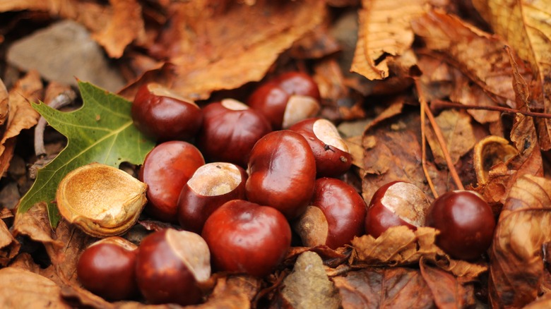 close up of chestnuts in leaves