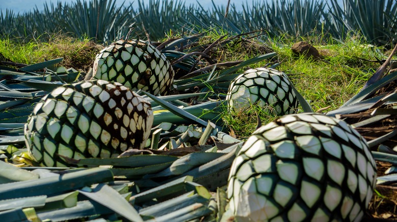 Harvested agave for making tequila