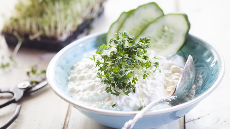 Cottage cheese and cucumber garnished with herbs