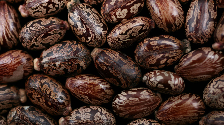 castor beans