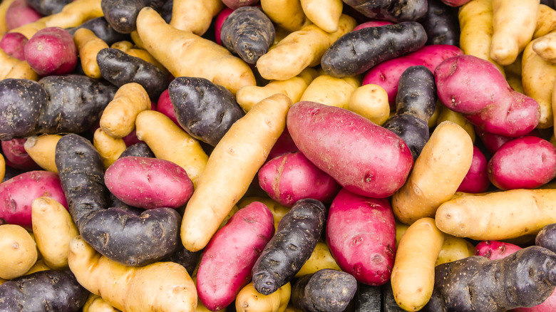 multi-colored fingerling potatoes