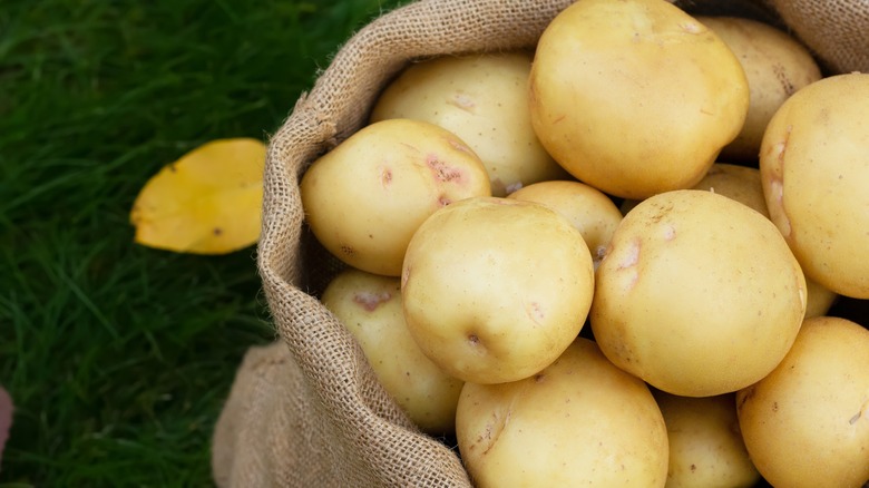 Yukon Gold potatoes in burlap