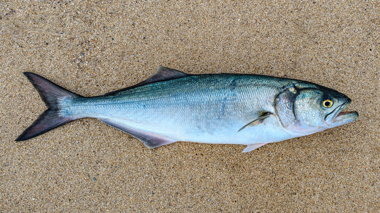 bluefish on sand background 