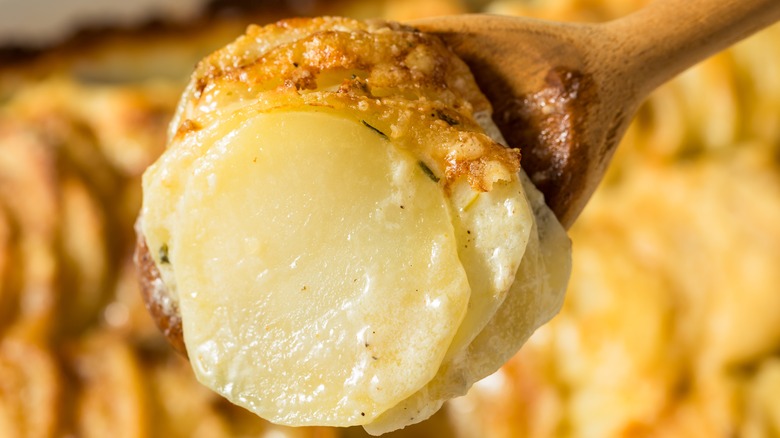 Close-up of scalloped potatoes on wooden spoon