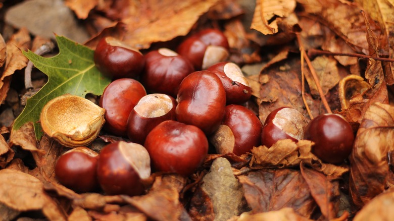 chestnuts nestled in leaves