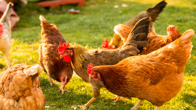 chickens eating in pasture